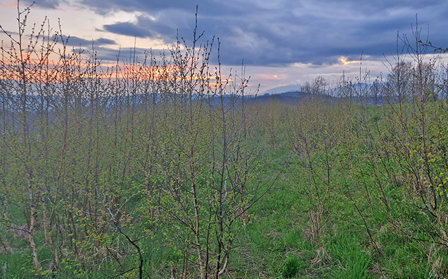 główny szlak beskidzki