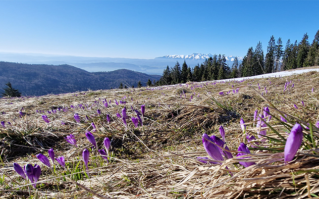 główny szlak beskidzki