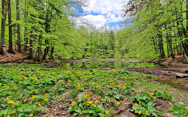główny szlak beskidzki